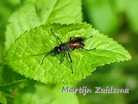 [Macrophya annulata]